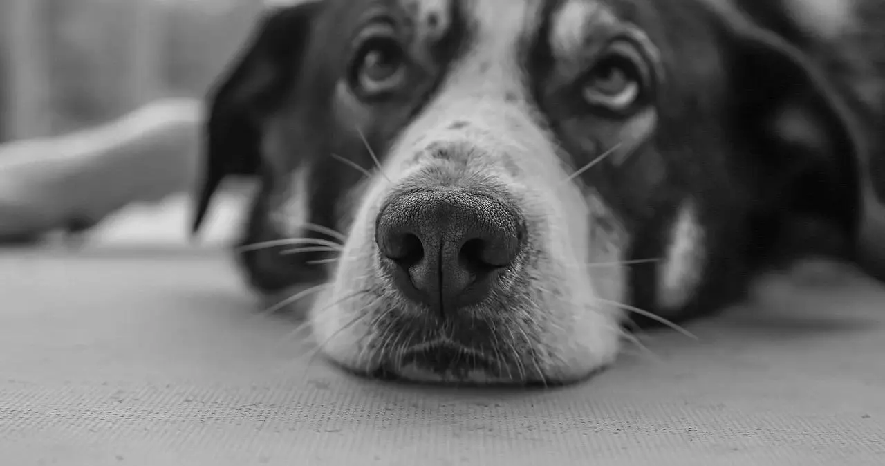 西檬之家K9犬系是什么意思?字母圈新人入圈 一
